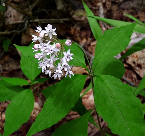{Asclepias quadrifolia}